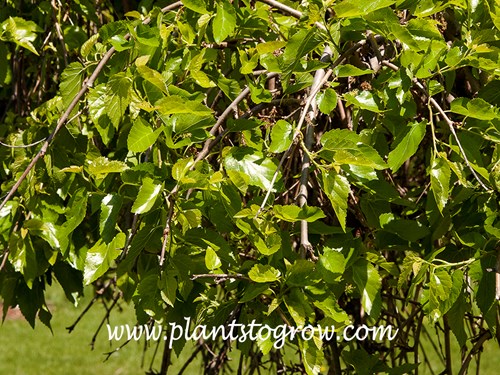 Weeping Mulberry (Morus alba pendula)
